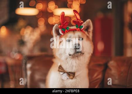 PET-Liebhaber Konzept japanischen Hund auf Bokeh funkeln Vorabend 25 dezember noel Baum in Holz rustikalen Hause. Freundlich niedlichen doggy akita inu Neujahr Girlanden Licht Stockfoto