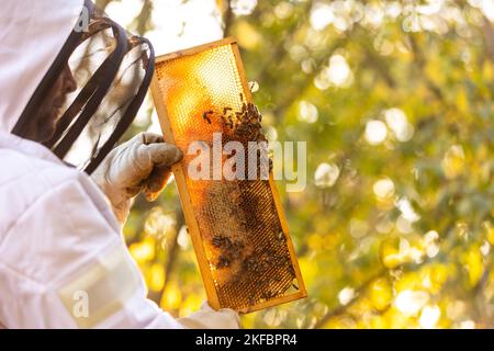 Imker auf einem Imkerei arbeitet Imker mit Bienen und Bienenstöcken am Imkerei-, Imkerei- oder Imkerei-Konzept Stockfoto