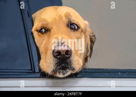 Nachdenklicher goldener Retriever Hund schaut aus dem Fenster des Autos Mit Kopf auf Fensterboden - Nahaufnahme Stockfoto