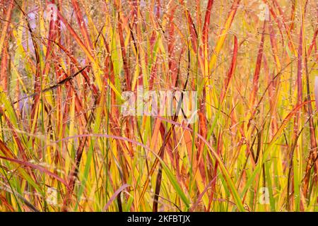 Herbst, Blätter, Gras, Panikums, Switchgrass, Panicum virgatum, Rotstrahlbusch, Panicum, Gräser, Schalgras Stockfoto