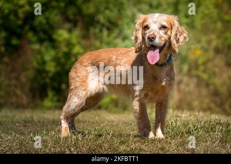 Working Cocker Spaniel Lemon Roan steht an einem sonnigen Tag mit der Zunge auf einem Feld Stockfoto