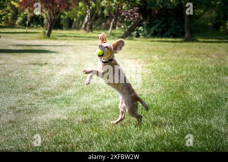 Working Cocker Spaniel Lemon Roan springt für ihren Ball mit allen Ohren in der Luft Stockfoto