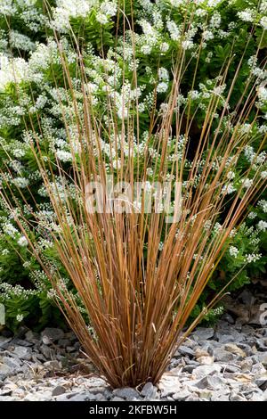 Hebe Brachysiphon, Gras, Carex, Blooming, Sedge, Pflanzen, Carex buchananii Stockfoto