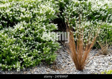Hebe Brachysiphon, Gras, Carex, Blooming, Sedge, Pflanzen, Carex buchananii Stockfoto