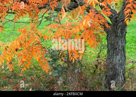 Koelreuteria paniculata, Goldener Regenbaum, Herbst, Baum, Lackbaum Stockfoto