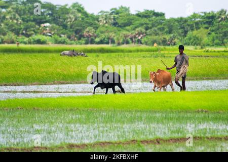 Ein Landbauer, der seine Kühe auf einem Reisfeld bewirtschaftet. Khulna, Bangladesch. Stockfoto