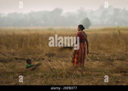 Eine ländliche Bäuerin, die auf einem Reisfeld arbeitet. Khulna, Bangladesch. Stockfoto