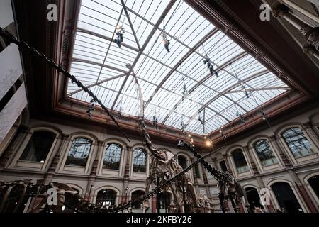 Berlin, Deutschland - September 2022: Dinosaurierhalle, Giraffatitan brancai Fossil im Naturkundemuseum (Naturkunde-Museum oder Humboldt-Museum) Stockfoto