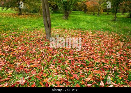 Herbstlaub auf Gras, Garten, Rasen, Herbstlaub Stockfoto