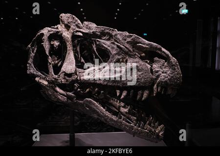 Berlin, Deutschland - 2022. Sept.: Der Schädel von Allosaurus jimmadseni im Berliner Naturkundemuseum Stockfoto
