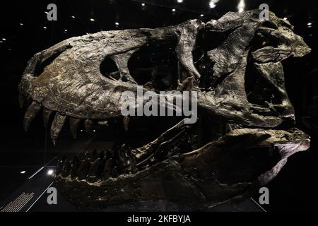 Berlin, Deutschland - 2022. Sept.: T-rex Schädel im Berliner Naturgeschichtlichen Museum. Tristan ist eines der weltweit am besten erhaltenen Exemplare von Tyrannosaurus rex Stockfoto