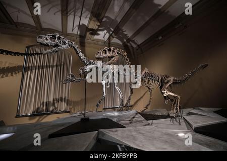 Berlin, Deutschland - September 2022: Dinosaurierfossilien im Naturkundemuseum (Naturkunde-Museum oder Humboldt-Museum) Stockfoto