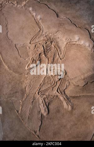 Berlin, Deutschland - September 2022: Archaeopteryx Fossil "das Berliner Exemplar" im Naturhistorischen Museum. Es ist das vollständigste Exemplar Stockfoto