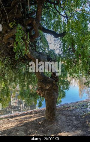 Park des Buttes Chaumont. Nahaufnahme eines schönen Baumes Stockfoto