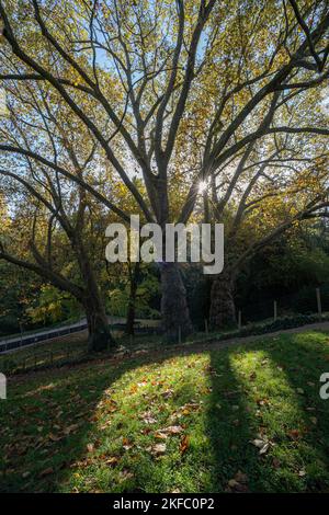 Park des Buttes Chaumont. Nahaufnahme von drei hohen Bäumen Stockfoto