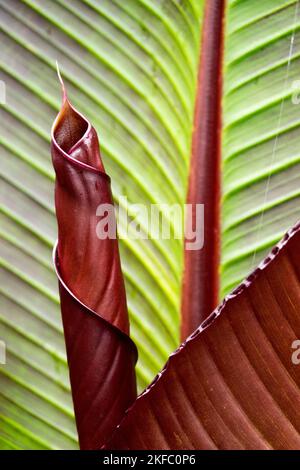 Rote Abessinier-Bananenblatt geädert, Bananenblatt-Muster, Ensete ventricosum Maurelii, Musa-Blatt-Muster entfaltet Stockfoto