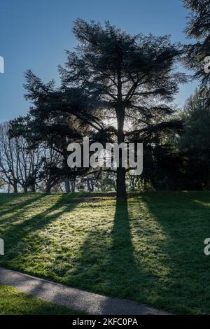 Park des Buttes Chaumont. Nahaufnahme eines schönen Baumes Stockfoto