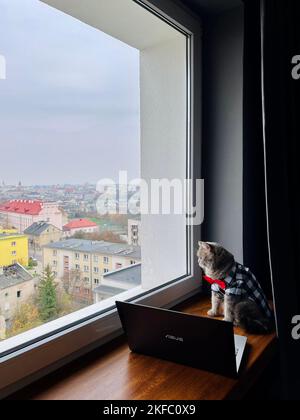 Die schottische, gerade graue Katze sitzt und schaut im Hemd auf das Fenster und eine rote Krawatte sieht aus wie ein Gentleman. Haustiere in einer gemütlichen modernen Wohnung mit Laptop Stockfoto