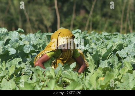 Eine Frau, die auf einem Kohlfeld arbeitet. Dumuria, Khulna, Bangladesch. Stockfoto