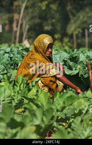 Eine Frau, die auf einem Kohlfeld arbeitet. Dumuria, Khulna, Bangladesch. Stockfoto