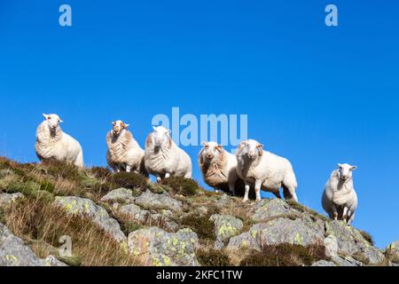 Eine kleine Herde von Schafen am South Wales Mountain, die auf einem Felsvorsprung vor einem blauen Himmel stehen Stockfoto