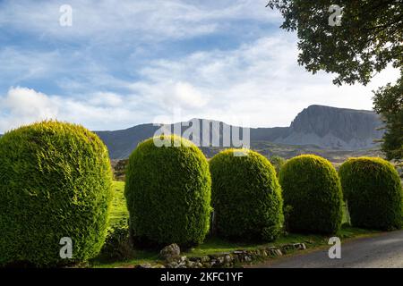 Blick auf den Cader Idris Berg mit geformten topiary Büschen im Vordergrund. Stockfoto