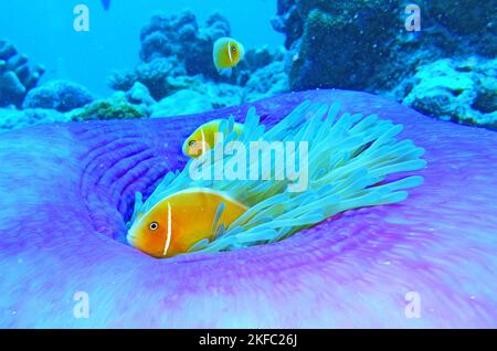 Nahaufnahme eines Paares Anemonfische in ihrer Anemone in einem Korallenriff während des Tages Stockfoto