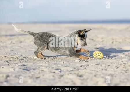 Australian Cattle Dog Welpen Stockfoto