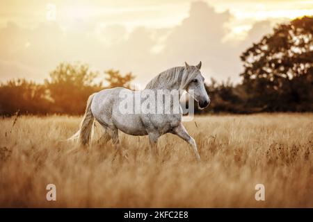 Andalusisches Pferd im Sommer Stockfoto