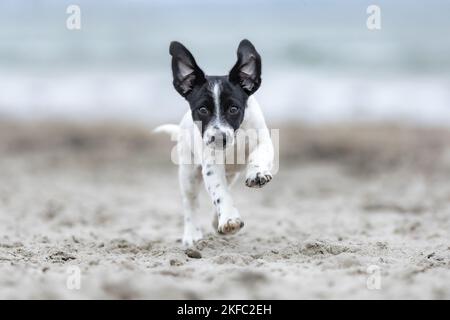 Jack-Russell-Terrier-Mongrel Welpe Stockfoto