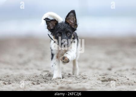 Jack-Russell-Terrier-Mongrel Welpe Stockfoto