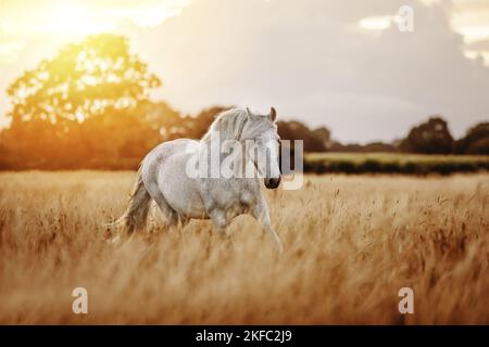 Andalusisches Pferd im Sommer Stockfoto