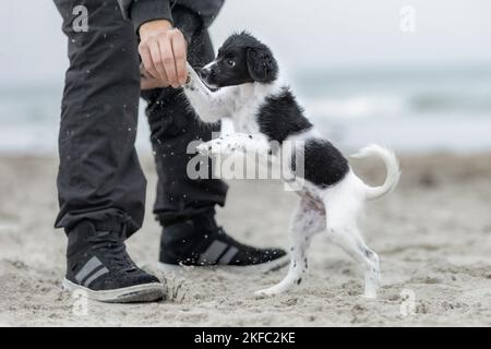 Jack-Russell-Terrier-Mongrel Welpe Stockfoto