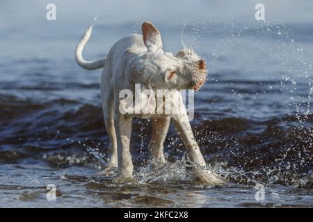 Spinone Italiano Welpe Stockfoto