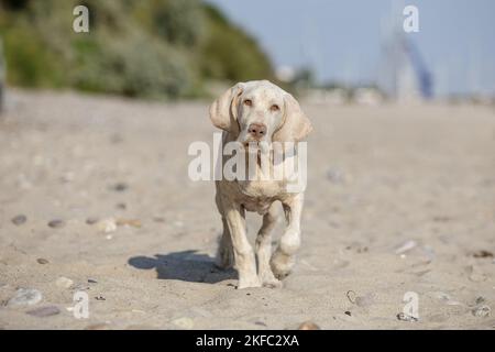 Spinone Italiano Welpe Stockfoto