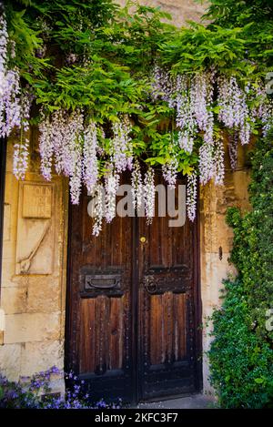 Wisteria im Old School House in Chipping Campden, Cotswolds, England. Stockfoto