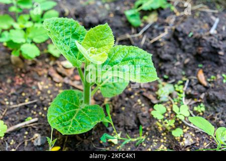 Junger grüner Paulownia Baum. Zucht von blühenden Bäumen durch einen Gärtner im industriellen Maßstab 2021. Stockfoto