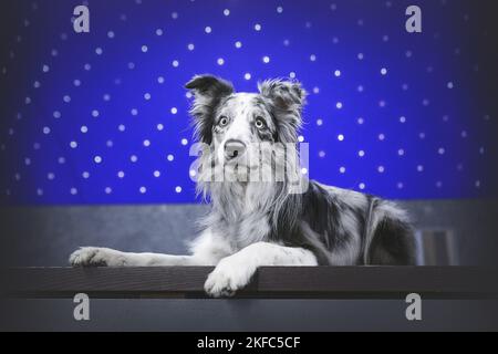 Collie mit männlichem Rand Stockfoto