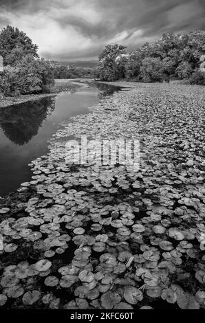 Lily Pads füllen die Nebengewässer des Plaines River im DesPlaines Fish & Wildlife Area in will County, Illinois Stockfoto