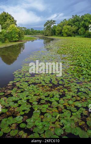 Lily Pads füllen die Nebengewässer des Plaines River im DesPlaines Fish & Wildlife Area in will County, Illinois Stockfoto