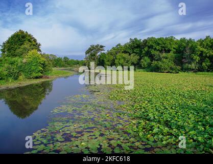 Lily Pads füllen die Nebengewässer des Plaines River im DesPlaines Fish & Wildlife Area in will County, Illinois Stockfoto