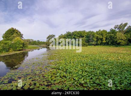 Lily Pads füllen das Rückwassergebiet des DesPlaines River kurz bevor er auf den DuPage River trifft, um den Illinois River, DesPlaines Fish and Wildlife zu bilden Stockfoto