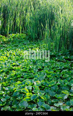 Lily Pads und Cattails füllen die Oberfläche eines Rückwasserteich entlang des DesPlaines River im DesPlaines State Fish & Wildlife Refuge in will County, Illi Stockfoto