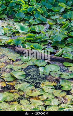 Lily Pads füllen die Oberfläche um einen gefallenen Baumstamm in einem Rückwasserteich entlang des DesPalines River im DesPlaines State Fish & Wildlife Refuge in will Count Stockfoto