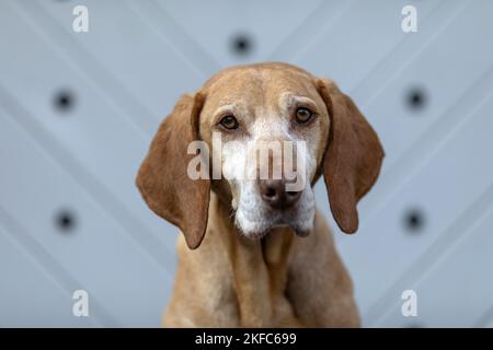 Magyar Vizsla-Portrait Stockfoto