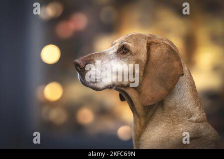 Magyar Vizsla-Portrait Stockfoto