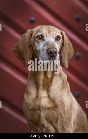 Magyar Vizsla-Portrait Stockfoto