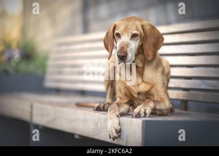 liegenden Magyar Vizsla Stockfoto