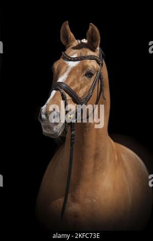 Deutsches Reitpony im Studio Stockfoto