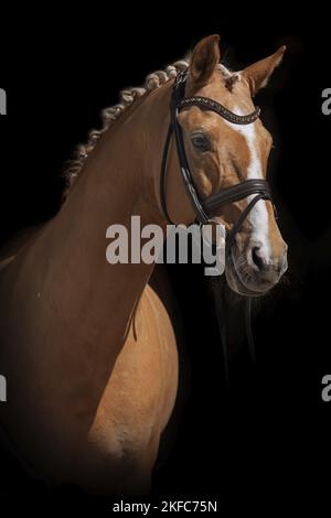 Deutsches Reitpony im Studio Stockfoto